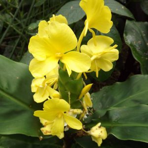 Hedychium wardii