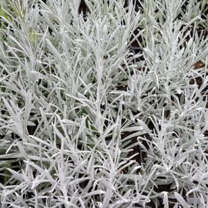 Helichrysum ital. 'Silver Carpet' (P9)