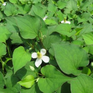 Houttuynia cordata