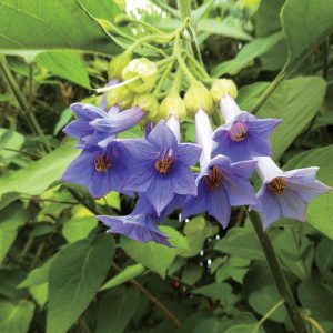 Iochroma grandiflora
