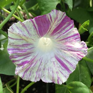 Ipomoea tricolor (zaden)
