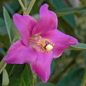 Lagunaria patersonii