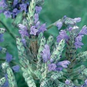 Lavandula dent. Royal Crown