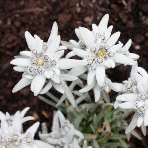 Leontopodium alpinum (zaden)