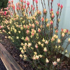 Leucadendron 'Sixteen Candles'