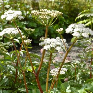 Ligusticum scoticum (P9)