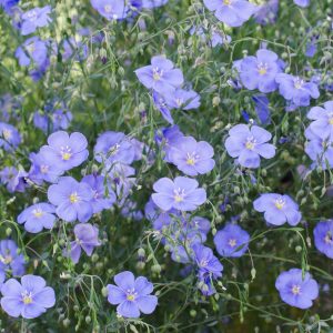 Linum perenne (P9)