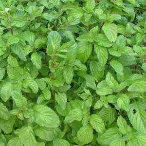 Mentha x piperita 'Oregano'