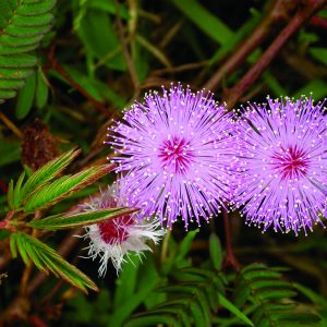Mimosa pudica