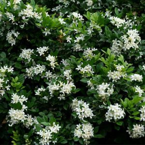 Murraya paniculata