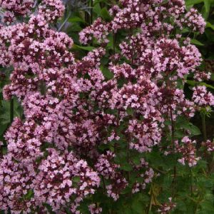 Origanum laev. Gentle Breeze