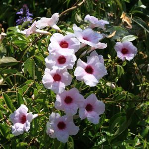 Pandorea jasminoides