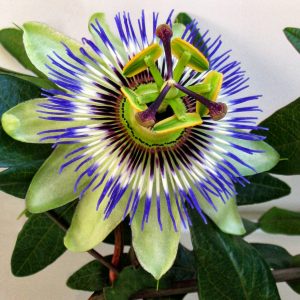 Passiflora caerulea (zaden)