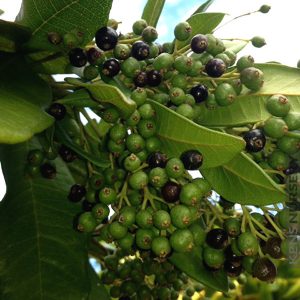 Pimenta dioica