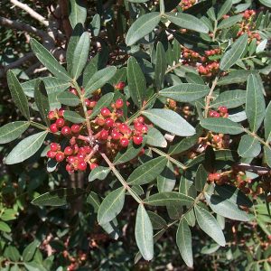 Pistacia lentiscus (P14)