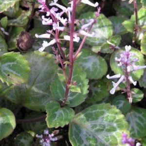 Plectranthus oertendahlii