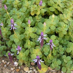 Plectranthus arabicus