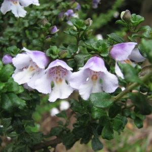Prostanthera cuneata (P9)