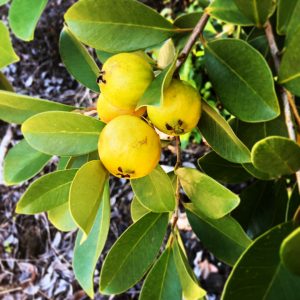 Psidium cattleyanum var lucidum