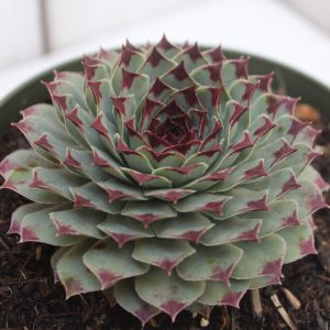 Sempervivum calcareum (P9)
