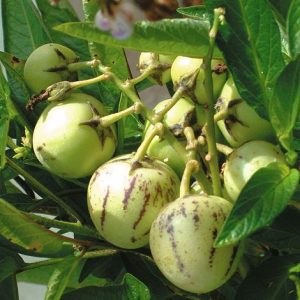 Solanum muricatum (zaden)