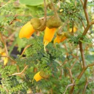 Sophora prostata 'Little Baby'
