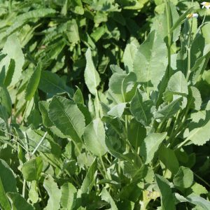 Tanacetum balsamita (p9)