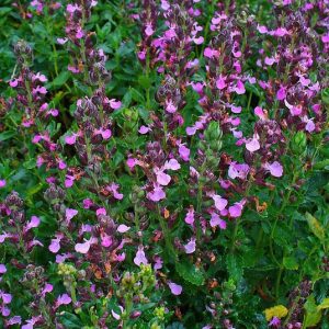 Teucrium chamaedrys