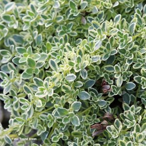 Thymus vul. 'Hartington Silver'