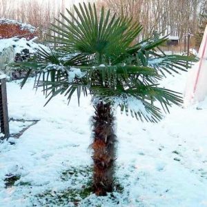 Trachycarpus fortunei (P15)