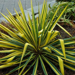 Yucca fil. 'Color Guard'
