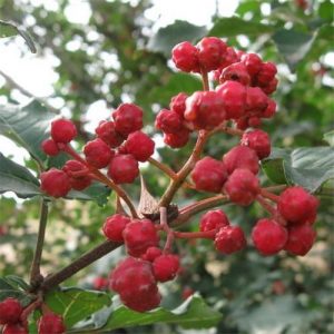 Zanthoxylum bungeanum (C5 pot)