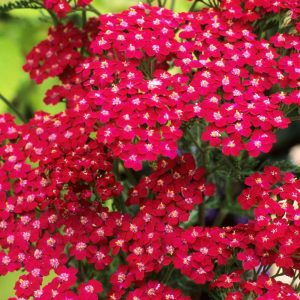 Achillea millefolium 'Cassis' (P9)