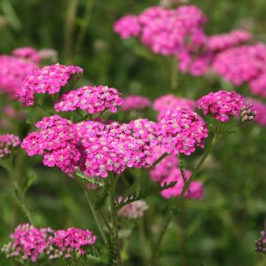 Achillea mil. 'Cerise Queen' (P9)