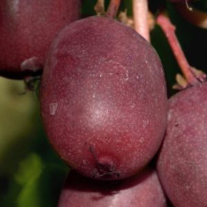 Actinidia arguta 'Ken's Red'