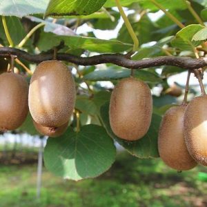 Actinidia deliciosa 'Jenny'