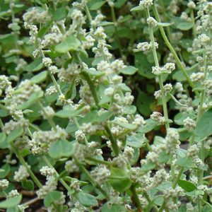 Aerva lanata