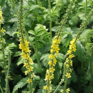 Agrimonia eupatoria
