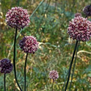 Allium ampeloprasum (P9)