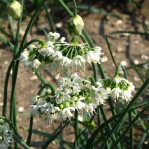 Allium cernuum 'White Dwarf' (P9)
