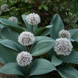 Allium karataviense (P9)