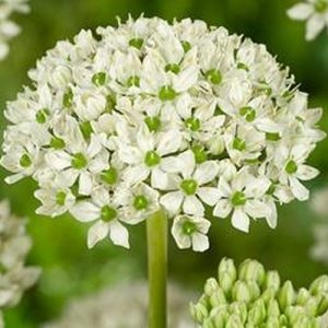 Allium nigrum (P9)