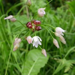 Allium oleraceum (P9)