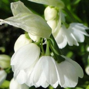 Allium par. var normale (P9)