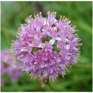Allium senescens ssp glaucum (P9)