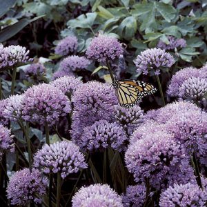 Allium senescens (P9)