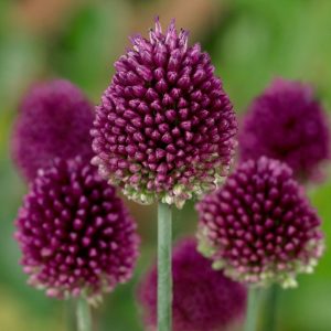 Allium sphaerocephalon (P9)