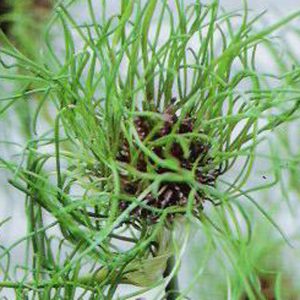 Allium vineale (P9)