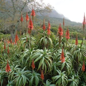 Aloe arborescens