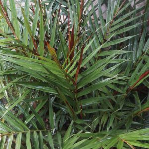Alpinia luteocarpa (P9)